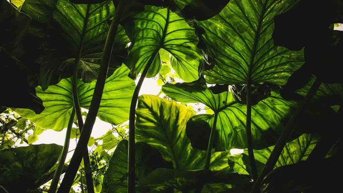 Jungle