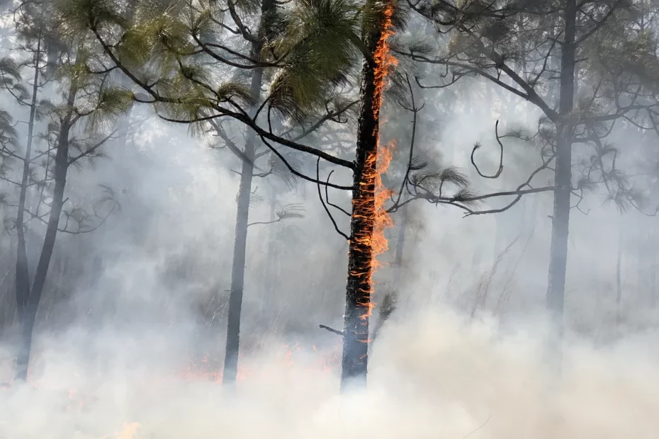 feu de forêt